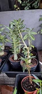 Woestijnroosjes - Mooie kamerplant, Tuin en Terras, Planten | Tuinplanten, Overige soorten, Volle zon, Vaste plant, Ophalen of Verzenden