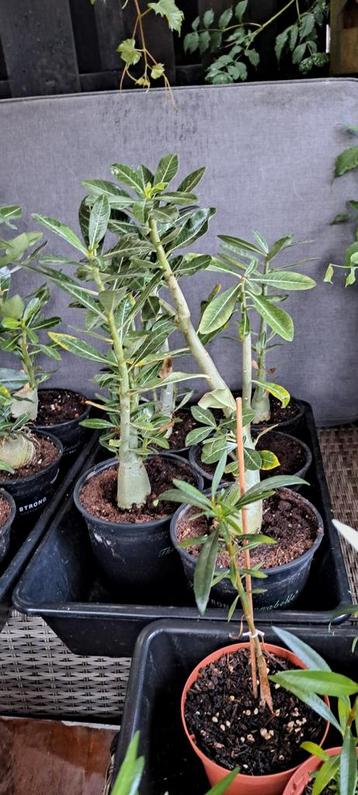 Woestijnroosjes - Mooie kamerplant beschikbaar voor biedingen