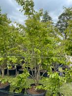 Parrotia persica meerstammig leverbaar tot 400 cm hoog!, Ophalen of Verzenden, Overige soorten, Struik, 250 cm of meer