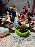 Kippen te koop, Dieren en Toebehoren, Pluimvee, Meerdere dieren, Kip