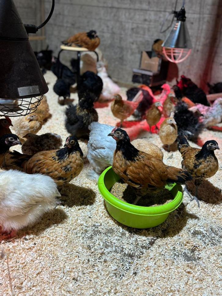 Kippen te koop, Dieren en Toebehoren, Pluimvee, Kip, Meerdere dieren