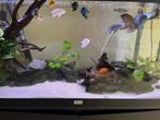 Complete aquarium te koop zwart incl vissen., Vis