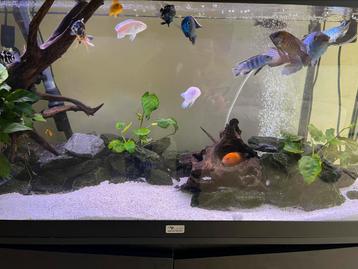 Complete aquarium te koop zwart incl vissen. beschikbaar voor biedingen