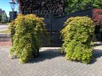 Acer palmatum cascade Ruby nieuw super vol, Overige soorten, Minder dan 100 cm, Zomer, Ophalen