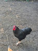 Haan, Dieren en Toebehoren, Mannelijk, Kip