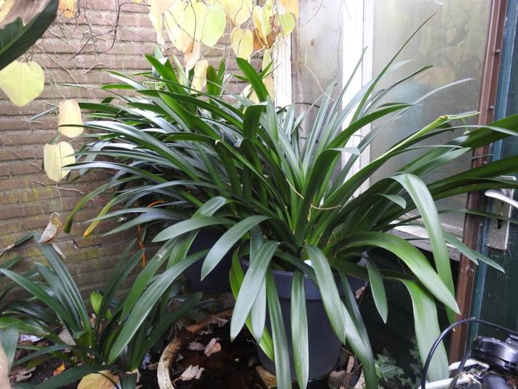 kamerplant, Huis en Inrichting, Kamerplanten, Overige soorten, Minder dan 100 cm, Bloeiende kamerplant, Halfschaduw, In pot, Ophalen