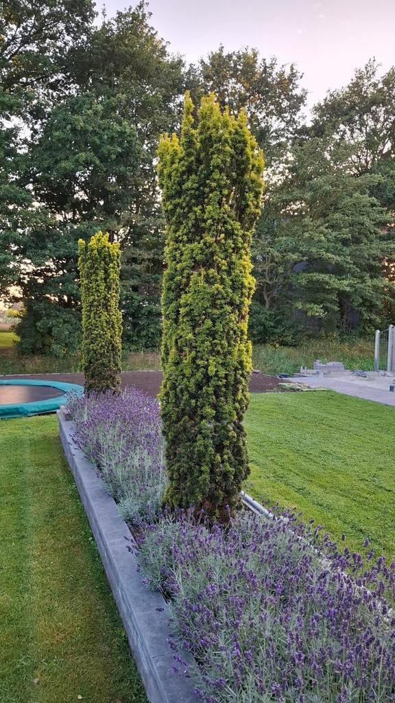 taxus baccate, Tuin en Terras, Planten | Bomen, Overige soorten, 100 tot 250 cm, Ophalen