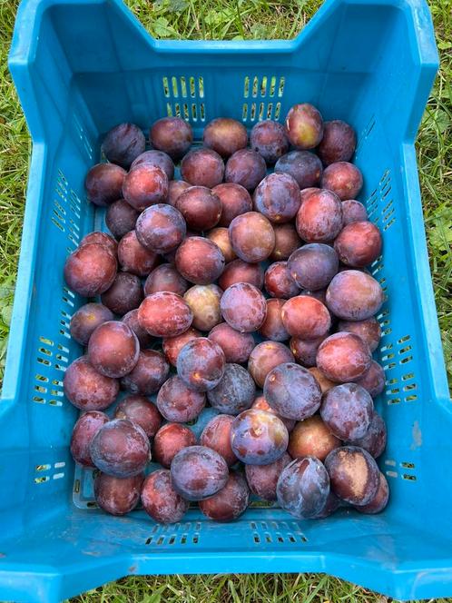 Heerlijke perzik pruimen te koop onbespoten en biologisch, Diversen, Levensmiddelen, Ophalen