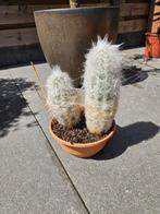 Div. cactussen, Ophalen, Zomer, Volle zon
