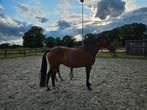 Superlieve mensgerichte 9 jarige fokmerrie, Dieren en Toebehoren, Paarden, Merrie, Dressuurpaard, 0 tot 2 jaar