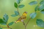 Europese sijs man, Dieren en Toebehoren, Vogels | Overige Vogels, Mannelijk, Wildzangvogel, Geringd