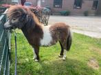 Lieve jaarling Shetlander hengst, Ophalen of Verzenden, Nieuw