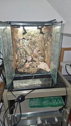 Paludarium, Dieren en Toebehoren, Reptielen en Amfibieën