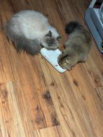 2 britse langhaar poezen, Dieren en Toebehoren, Katten en Kittens | Raskatten | Langhaar, Poes