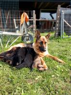 Duitse herder pups, 8 tot 15 weken, CDV (hondenziekte), Meerdere, Meerdere dieren