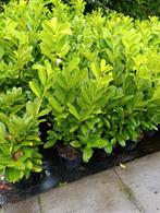Laurier Caucasica - 60/80cm - 5L Pot, Ophalen, Laurier, Haag, Minder dan 100 cm
