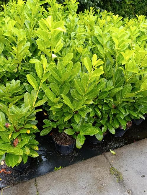Laurier Caucasica - 60/80cm - 5L Pot, Tuin en Terras, Planten | Struiken en Hagen, Haag, Laurier, Minder dan 100 cm, Ophalen