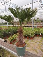 Trachycarpus Wagnerianus palmboom
1.20mtr, Ophalen, Zomer, Volle zon, Palmboom