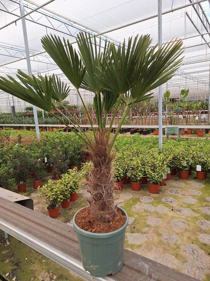 Trachycarpus Wagnerianus palmboom
1.20mtr, Tuin en Terras, Planten | Bomen, Palmboom, Volle zon, Zomer, Ophalen