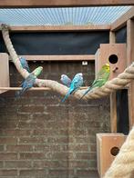 3 koppels grasparkieten, Meerdere dieren, Parkiet