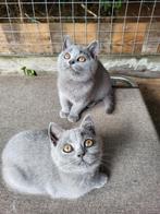 Britse korthaar kittens van Erkende Cattery mogen gelijk mee, Dieren en Toebehoren, Ontwormd