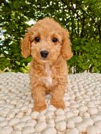 Prachtige boomer x toy poedel pups, Dieren en Toebehoren, Nederland, Overige rassen, CDV (hondenziekte), 8 tot 15 weken