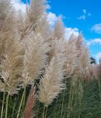 Pampas pluimen, Huis en Inrichting, Woonaccessoires | Droogbloemen, Ophalen of Verzenden, Zo goed als nieuw