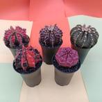 5 stuks gymnocalycium friedrichii variagata 5 verschillende, Ophalen of Verzenden, Cactus, Minder dan 100 cm, Bloeiende kamerplant