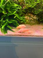 Corydoras aeneus albino, Dieren en Toebehoren