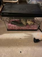 Tekoop aquarium met pomp, Dieren en Toebehoren, Vis