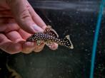 L018 Golden nugget pleco, Vis, Zoetwatervis