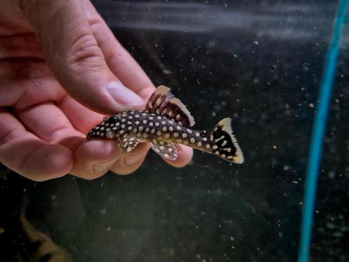 L018 Golden nugget pleco, Dieren en Toebehoren, Vissen | Aquariumvissen, Zoetwatervis, Vis