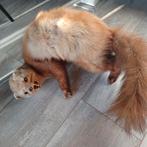 Opgezette Marter, Verzenden