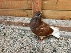 Amsterdamse baardtuimelaar, Dieren en Toebehoren, Vogels | Duiven, Geslacht onbekend, Tuimelaar of Roller