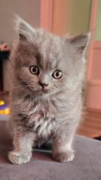 Brits Korthaar en Lang haar., Dieren en Toebehoren, Kater