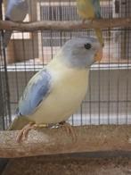 Splendid parkieten 2025 Limburg België, Dieren en Toebehoren, Meerdere dieren, Parkiet, Geringd