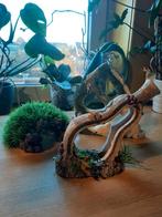 Aquarium ornamenten, Ophalen, Gebruikt, Plant(en), Steen of Hout