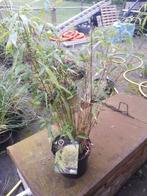 Fargesia rufa /jumbo bamboe in pot, Tuin en Terras, Vaste plant, Siergrassen, Ophalen, Bloeit niet