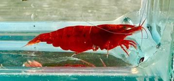 Allerlei aquariumvissen voor een zachte prijs beschikbaar voor biedingen