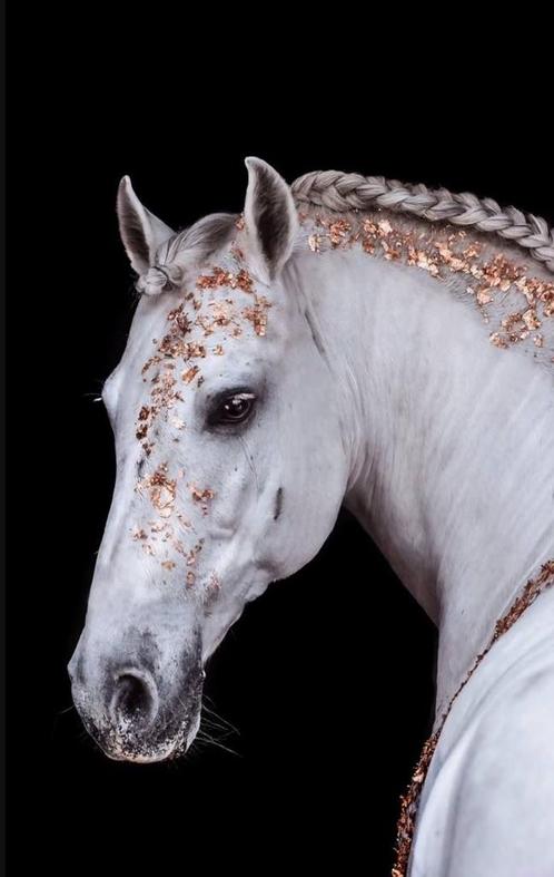 Freelance stalruiter/stalmedewerker/instructeur, Dieren en Toebehoren, Paarden en Pony's | Overige Paardenspullen, Ophalen of Verzenden
