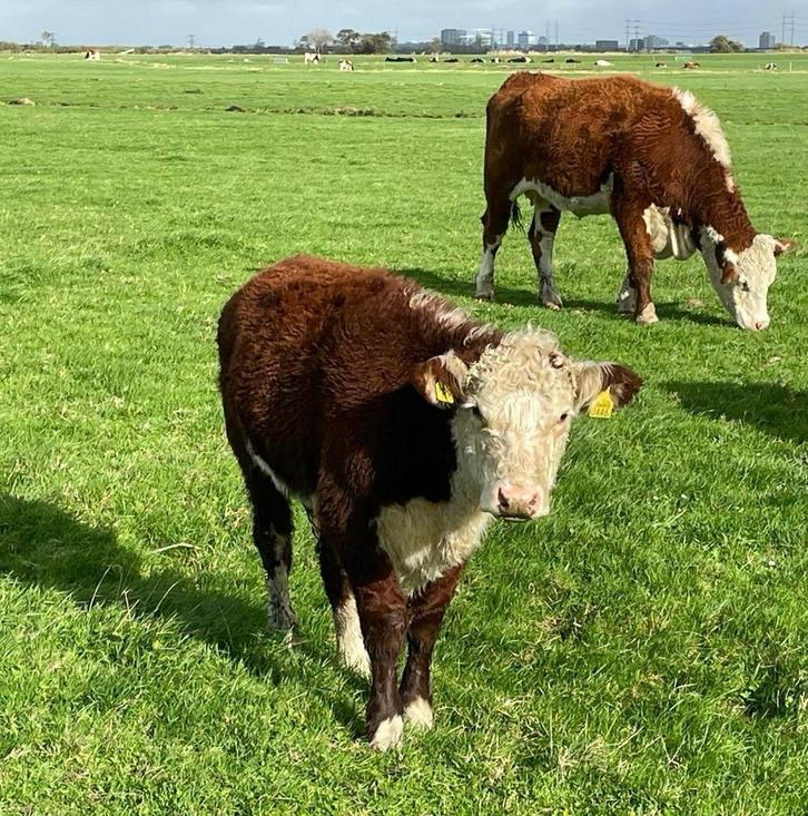 Hereford koeien en pinken te koop, Dieren en Toebehoren, Runderen, Meerdere dieren