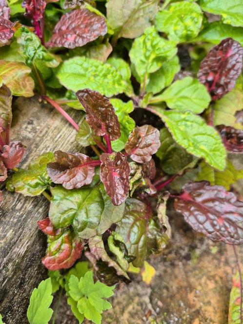 Zenegroen - kruipend zenegroen stek uit de grond - Bio, Tuin en Terras, Planten | Tuinplanten, Vaste plant, Bodembedekkers, Volledige schaduw
