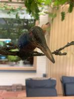Koperen ijsvogel op tak, Ophalen