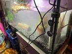 Piranha’s incl aquarium en toebehoren, Dieren en Toebehoren, Ophalen, Zo goed als nieuw, Gevuld zoetwateraquarium
