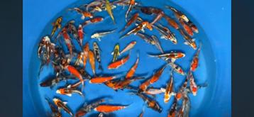 JAPANSE KOI YAMASAN-TOSAI 12-15 CM beschikbaar voor biedingen