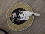 Poesjes/Kittens te koop, Dieren en Toebehoren, Katten en Kittens | Overige Katten, Meerdere dieren, Kortharig, 0 tot 2 jaar