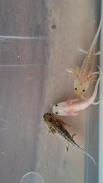 Prachtige Axolotl baby's te koop, Dieren en Toebehoren, Amfibie, 0 tot 2 jaar