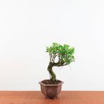 Bonsai Ficus Retusa 'binnen bonsai', Tuin en Terras, Planten | Bomen, In pot, Minder dan 100 cm, Halfschaduw, Overige soorten