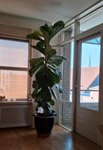 Ficus Lyrata (tabaksplant) met pot, Huis en Inrichting, Ophalen, Ficus