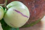 Meloenpeer Pepino (Solanum muricatum copa), Ophalen of Verzenden, Volle zon